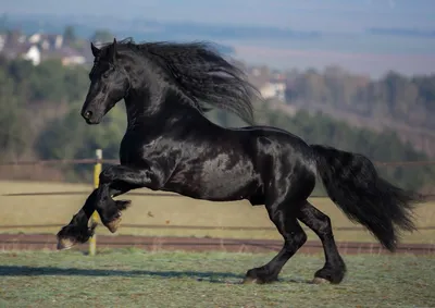 10 лучших фотографов лошадей в мире — Российское фото