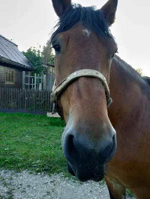 Лошади самые грациозные животные — Анна Пикуль на TenChat.ru