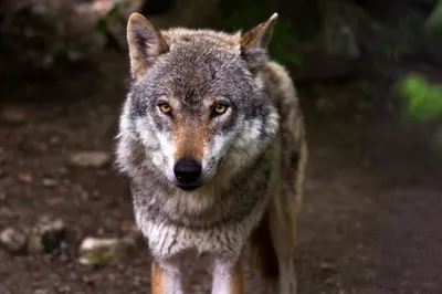 Wolf bro - Лучшие цитаты про волков и новости