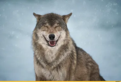 Зараженные паразитами волки чаще становятся вожаками стаи | Природа | ERR