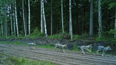 Создать мем \"волки крутые, wolf fire, огненный волк обои\" - Картинки -  Meme-arsenal.com