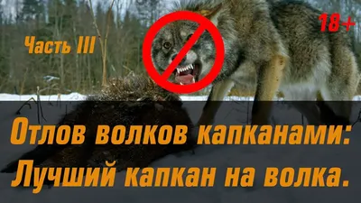 Охотник - В Якутии водятся самые крупные волки Это объясняется \"правилом  Бергмана\": чем холоднее климат, тем крупнее животное. В общем случае высота  животных в холке колеблется в пределах 66—86 см, длина 105—160
