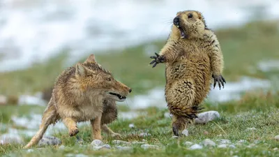 Лучшие фотографии дикой природы 2019 года по версии National Geographic -  Photar.ru