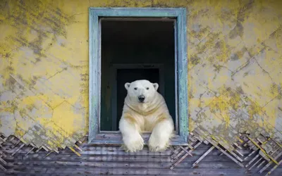 Лягушачья «вечеринка» и медведь в окне. Лучшие фото дикой природы 2022 |  РБК Life
