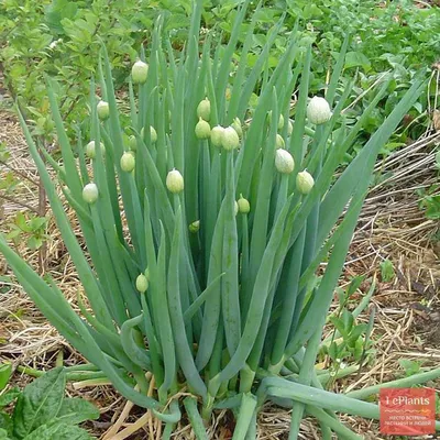 Лук-батун 'Апрельский' — описание сорта, характеристики | на LePlants.ru