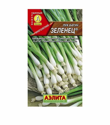 Лук батун Зеленец Аэлита — купить в Гатчине в Петровиче: цена за штуку,  характеристики, фото