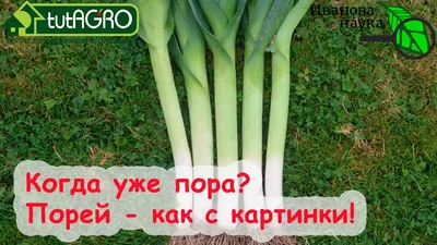 Когда убирать ЛУК-ПОРЕЙ? Что сделать с пореем в сентябре для вкусного и  богатого урожая. - YouTube