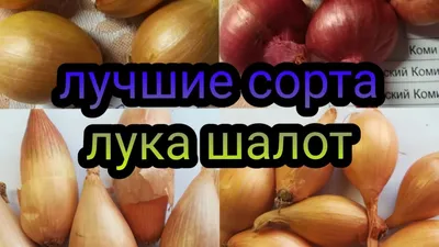 Лучшие сорта лука шалот. Смотреть всем. - YouTube