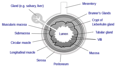 Lumen (anatomy) - Wikipedia