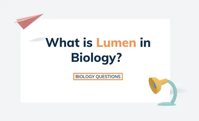 What is Lumen in Biology?