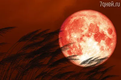 Клубничная Луна: как полнолуние в июне 2022 года повлияет на личную жизнь -  7Дней.ру