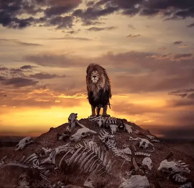 Портрет африканского льва | Пикабу