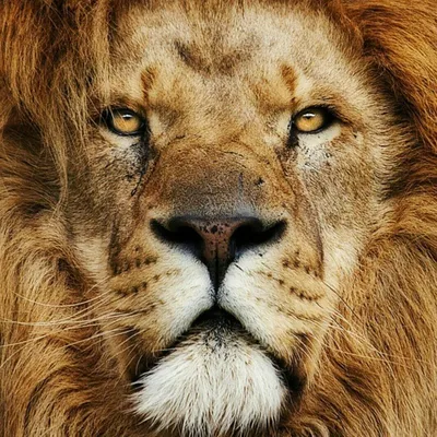 Лицо Льва - 57 фото: смотреть онлайн