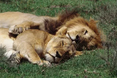 Два льва спят изображение_Фото номер 501475082_JPG Формат  изображения_ru.lovepik.com