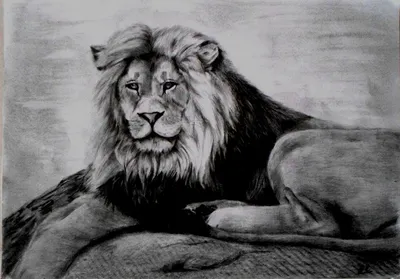 Рисунок льва карандашом | Пикабу