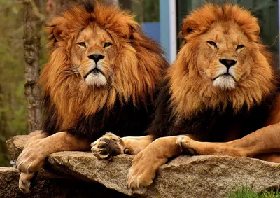 Два льва - 82 фото