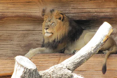 В японском зоопарке два льва умерли после заражения коронавирусом