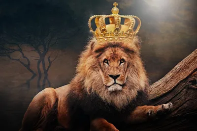 Почему льва считают царем зверей | С другого угла | Дзен