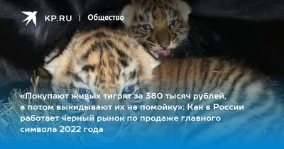 Купить Львят | Купить в магазине Exoticzoo