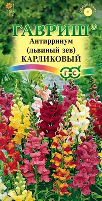 ✓ Семена Антирринум (Львиный зев) карликовый, смесь, 0,05г, Гавриш,  Цветочная коллекция по цене 30 руб. ◈ Большой выбор ◈ Купить по всей России  ✓ Интернет-магазин Гавриш ☎ 8-495-902-77-18