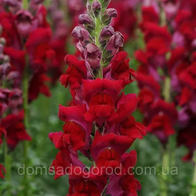 Львиный зев | Antirrhinum majus Potomac F1 PanAmerican 1000 seed: продажа,  цена в Днепропетровской области. Семена и клубни трав и цветов от \