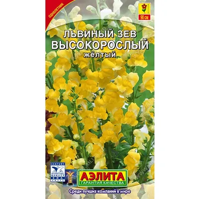 Купить Львиный зев Высокорослый желтый F0000013611 за 24руб. |Garden-zoo.ru