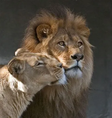 Картинки львов и львиц - 72 фото