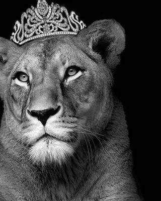 Львица с короной - 74 фото