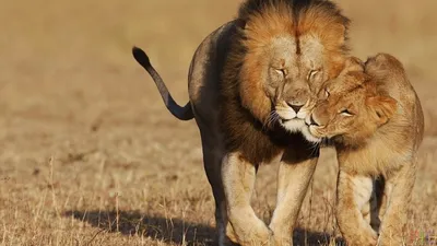 Лев и львица (29 фото)