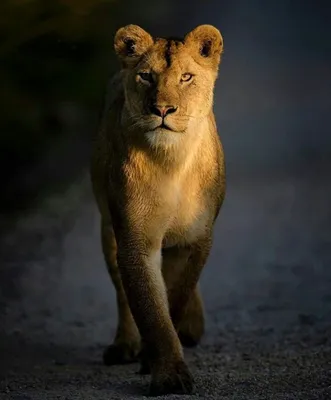 Львица фото