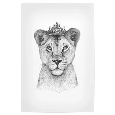 Львица рисунок черно белый - 41 фото