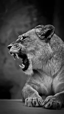 2160x3840 Обои лев, львица, оскал, чб, хищник, большая кошка | Female lion,  Lion, Lion photography