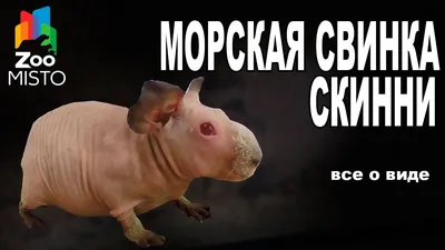 морская свинка :: лысая :: живность / смешные картинки и другие приколы:  комиксы, гиф анимация, видео, лучший интеллектуальный юмор.