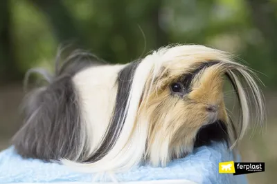 Photoshop Battle: A Bald, Surprised Guinea Pig / фотошоп :: морская свинка  :: лысая :: живность / смешные картинки и другие приколы: комиксы, гиф  анимация, видео, лучший интеллектуальный юмор.