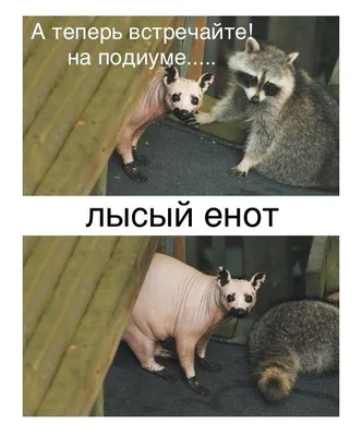 Енотик-енот on X: \"Бедняжка :( Наверное, ему холодно! #енот  http://t.co/86A0Y9g93B\" / X