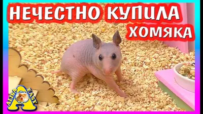 ЧТО ТВОРИТ ХОМКИ ЙЕНИФЕР / СКОЛЬКО СТОИТ ЛЫСЫЙ СИРИЙСКИЙ ХОМЯК / Alisa Easy  Pets - YouTube