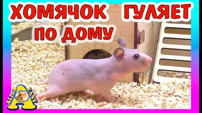 Лысый хомяк | ВКонтакте