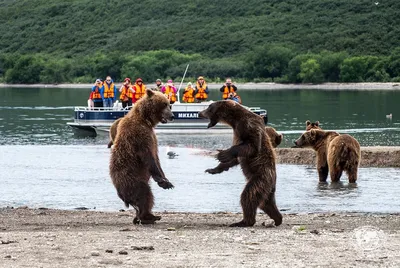 Вулканы, озера и медведи Камчатки в фоторепортаже уральского  путешественника - 28 июля 2021 - e1.ru