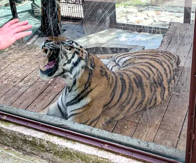 Лысый тигр фото