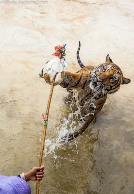 Природа и животные - Tiger 3 ошеломляющий лысый 2, NATURE_6206 | 3D модель  для ЧПУ станка