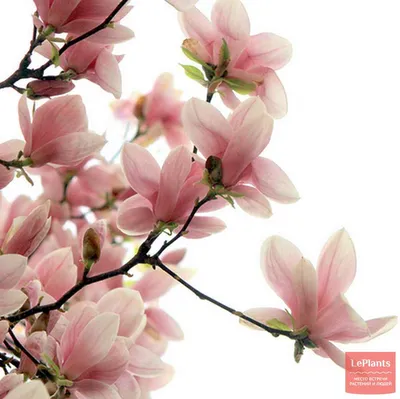 Магнолия (Magnolia) — описание, выращивание, фото | на LePlants.ru