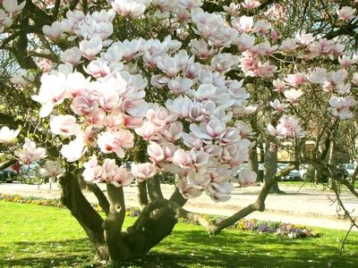 Цветущая Магнолия дерево - 52 фото