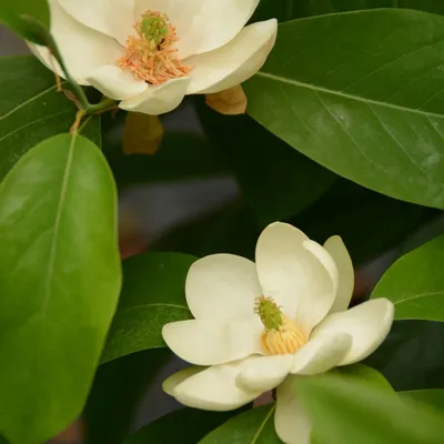 Магнолия Виргинская Magnolia virginiana - купить по выгодной цене | teofrast