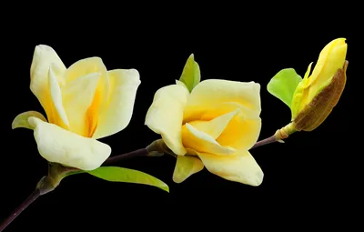 Обои цветы, магнолия, Magnolia, магнолии, цветы желтые, магнолия  лилиецветная, магнолия желтая, цветы на черном фоне, магнолия ванильная,  ветка магнолии, ветка с цветами, цветы на ветке картинки на рабочий стол,  раздел цветы -
