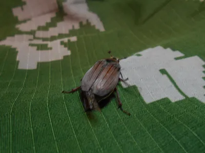 Как выглядит майский жук фото. Майский жук фото. | Рыбачил.ru