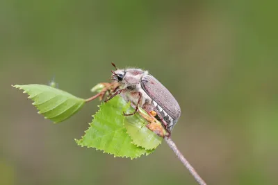 Майский жук на берёзовом листке - Михаил Соколов