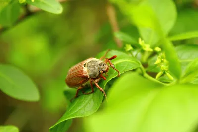 Какой вред приносит майский жук на огороде?