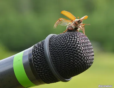 Майский жук против садовода: как бороться с вредителем? | Общество | Газета  «Перспектива»
