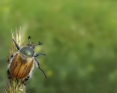 Картинка Майский жук на траве » Жуки » Насекомые » Животные » Картинки 24 -  скачать картинки бесплатно