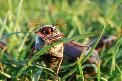 Как живёт майский жук: несколько особенностей из жизни «шаранки» | Пикабу